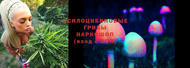 что такое наркотик  Белинский  Галлюциногенные грибы Psilocybe 